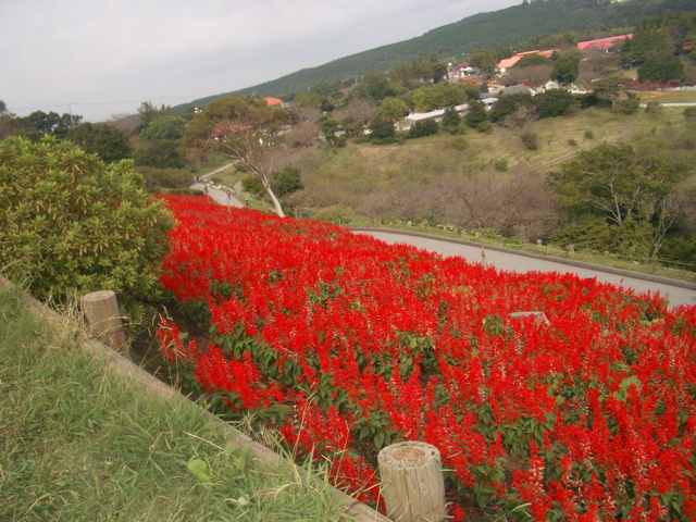 IMGP2542.JPG